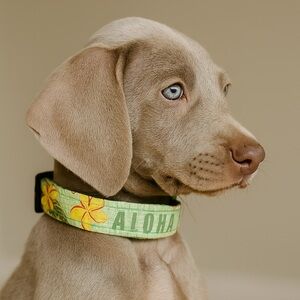 Dog Gone Hawaiian Medium Adjustable Floral Plumaria Dog Collar Made in Hawaii